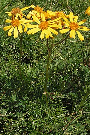 Senecio abrotanifolius \ Eberreisblttriges Greiskraut, Eberrauten-Greiskraut, A Kärnten, Petzen 21.7.2007