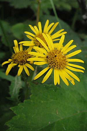 Senecio alpinus \ Alpen-Greiskraut / Alpine Ragwort, A Turrach 22.7.2007