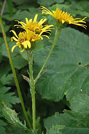 Senecio alpinus / Alpine Ragwort, A Turrach 22.7.2007