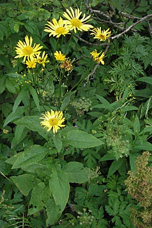 Buphthalmum salicifolium \ Weidenblttriges Ochsenauge, Rindsauge, A Turrach 22.7.2007