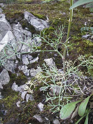 Seseli pallasii ? \ Bunter Bergfenchel, Bunter Sesel / Pallas' Seseli, A Klaus 14.7.2007