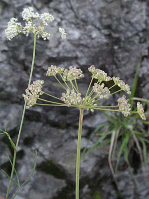 Seseli pallasii ? \ Bunter Bergfenchel, Bunter Sesel / Pallas' Seseli, A Klaus 14.7.2007