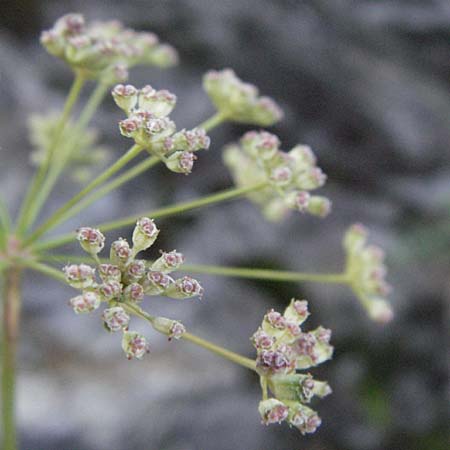 Seseli pallasii ? \ Bunter Bergfenchel, Bunter Sesel / Pallas' Seseli, A Klaus 14.7.2007