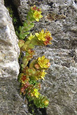 Sedum alpestre \ Alpen-Mauerpfeffer / Alpine Stonecrop, A Malta - Tal / Valley 7.6.2008