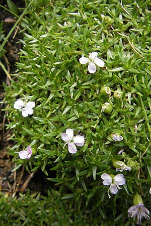 Silene exscapa \ Kiesel-Polsternelke, Silikat-Polsternelke / Moss Campion, A Malta - Tal / Valley 19.7.2010