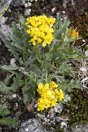 Senecio incanus subsp. carniolicus / Carniolan Ragwort, A Malta - Valley 19.7.2010