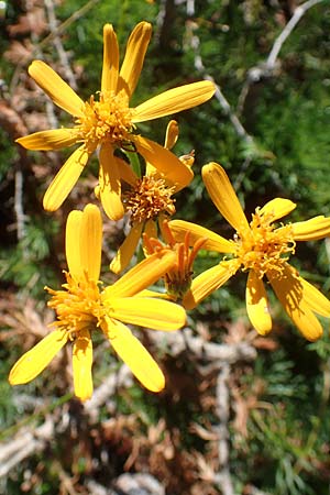 Senecio abrotanifolius \ Eberreisblttriges Greiskraut, Eberrauten-Greiskraut, A Kärnten, Petzen 8.8.2016