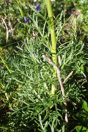 Senecio abrotanifolius \ Eberreisblttriges Greiskraut, Eberrauten-Greiskraut, A Kärnten, Petzen 8.8.2016