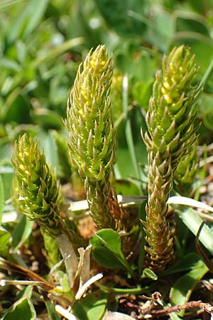 Selaginella selaginoides \ Dorniger Moosfarn, A Lawinenstein 5.7.2020