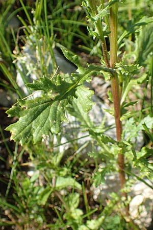 Senecio rupestris \ Felsen-Greiskraut / Rock Ragwort, A Lawinenstein 5.7.2020