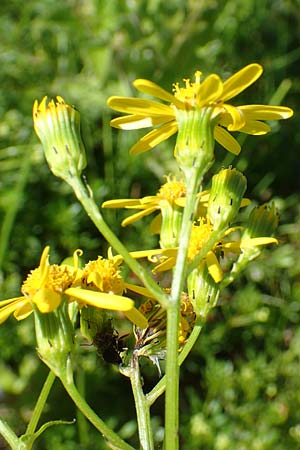 Senecio rupestris \ Felsen-Greiskraut, A Lawinenstein 5.7.2020