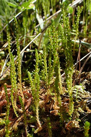 Selaginella selaginoides / Lesser Clubmoss, A Kraubath (Mur) 27.6.2021