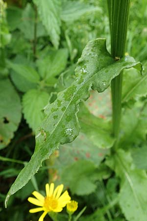 Tephroseris crispa \ Krauses Aschenkraut, Bach-Greiskraut / Frizzly Groundsel, A Seckauer Tauern, Brandstätter Törl 1.7.2021