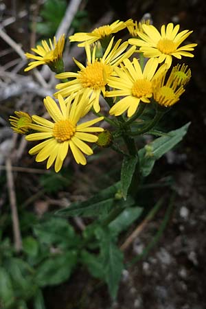 Senecio umbrosus \ Schatten-Greiskraut / Shadow Ragwort, A Türnitz 6.5.2022