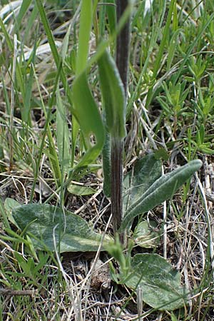 Senecio doronicum subsp. doronicum \ Gmswurz-Greiskraut / Chamois Ragwort, A Seewinkel, Podersdorf 10.5.2022