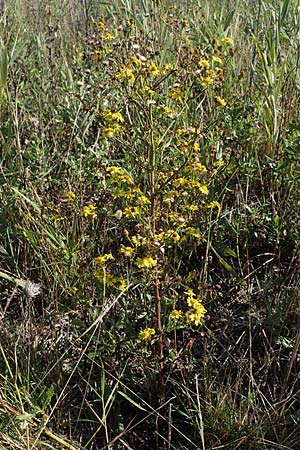 Senecio aquaticus \ Wasser-Greiskraut, A Seewinkel, Apetlon 23.9.2022