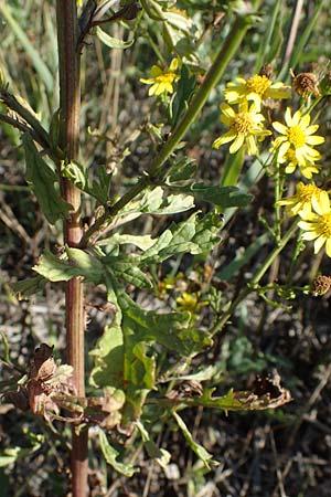 Senecio aquaticus \ Wasser-Greiskraut / Marsh Ragwort, A Seewinkel, Apetlon 23.9.2022