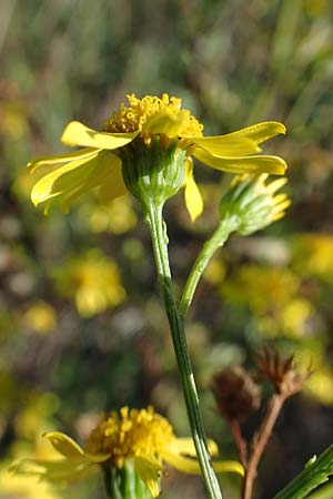 Senecio aquaticus \ Wasser-Greiskraut, A Seewinkel, Apetlon 23.9.2022