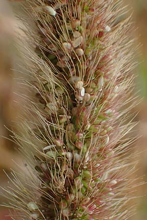 Setaria viridis subsp. pycnocoma \ Unkraut-Borstenhirse / Weed Bristle Grass, A Seewinkel, Wallern 27.9.2022