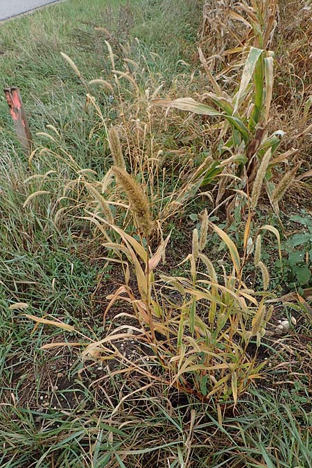 Setaria viridis subsp. pycnocoma \ Unkraut-Borstenhirse / Weed Bristle Grass, A Seewinkel, Wallern 27.9.2022