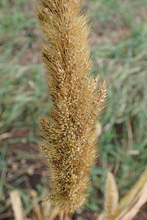 Setaria viridis subsp. pycnocoma \ Unkraut-Borstenhirse / Weed Bristle Grass, A Seewinkel, Wallern 27.9.2022