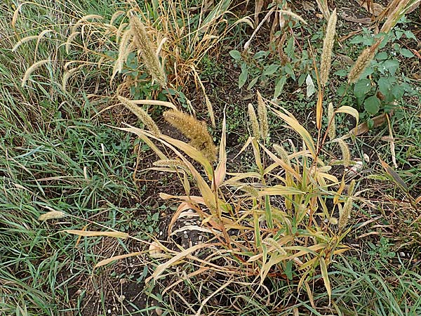 Setaria viridis subsp. pycnocoma \ Unkraut-Borstenhirse / Weed Bristle Grass, A Seewinkel, Wallern 27.9.2022