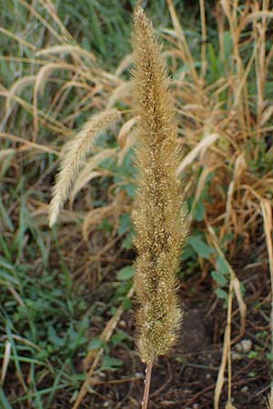 Setaria viridis subsp. pycnocoma \ Unkraut-Borstenhirse / Weed Bristle Grass, A Seewinkel, Wallern 27.9.2022