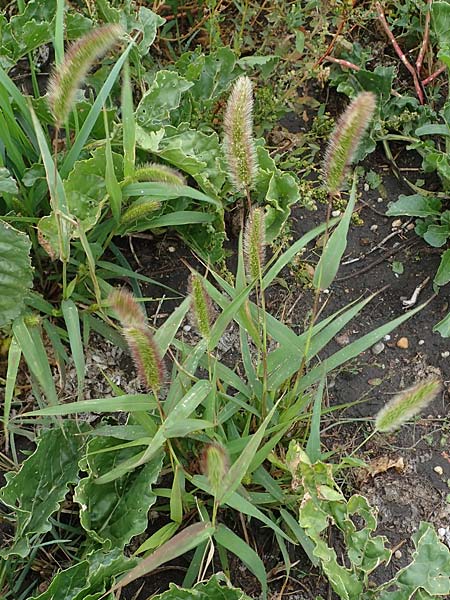 Setaria viridis subsp. pycnocoma \ Unkraut-Borstenhirse / Weed Bristle Grass, A Seewinkel, Podersdorf 27.9.2022