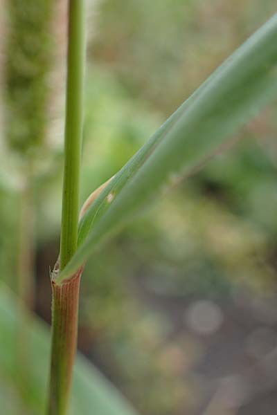 Setaria viridis subsp. pycnocoma \ Unkraut-Borstenhirse / Weed Bristle Grass, A Seewinkel, Podersdorf 27.9.2022