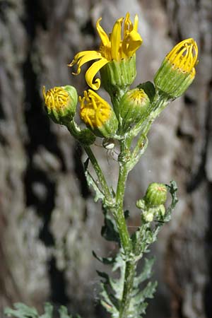 Senecio jacobaea \ Jakobs-Greiskraut, Jakobs-Kreuzkraut / Common Ragwort, A Bad Vöslau 7.7.2023