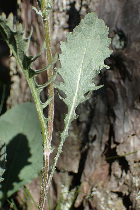 Senecio jacobaea \ Jakobs-Greiskraut, Jakobs-Kreuzkraut, A Bad Vöslau 7.7.2023