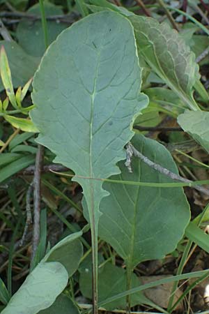 Senecio jacobaea \ Jakobs-Greiskraut, Jakobs-Kreuzkraut, A Bad Vöslau 7.7.2023