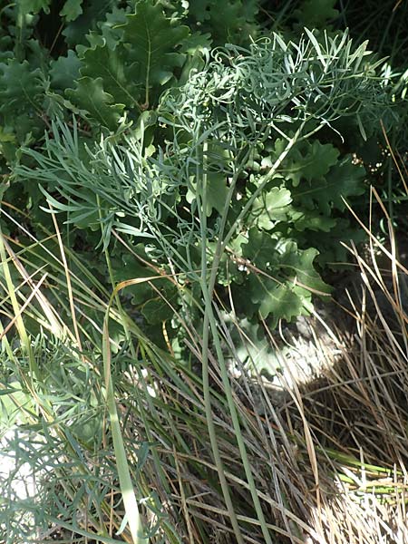 Seseli annuum \ Steppen-Bergfenchel / Seseli, A Hainburg 8.7.2023