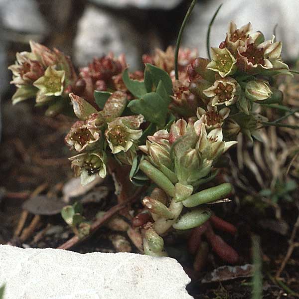 Sedum atratum \ Dunkler Mauerpfeffer / Dark Stonecrop, A Lechtal, Elbigenalb 16.8.1987