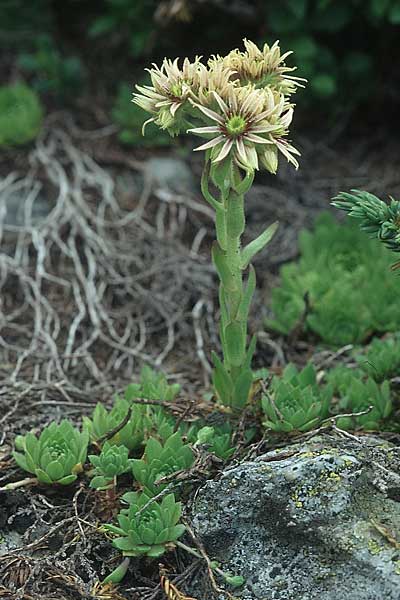 Sempervivum montanum forma pallidum \ Berg-Hauswurz, A Ost-Tirol Sillian 1.8.2004