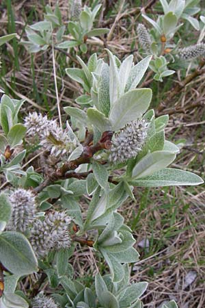 Salix glaucosericea \ Seiden-Weide / Silky Willow, A Malta - Tal / Valley 7.6.2008