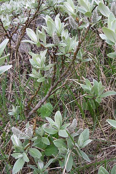 Salix glaucosericea \ Seiden-Weide / Silky Willow, A Malta - Tal / Valley 7.6.2008