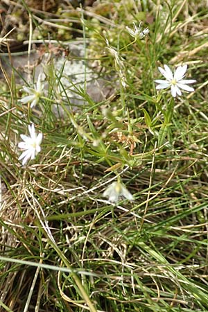 Stellaria graminea \ Gras-Sternmiere / Lesser Stitchwort, A Kärnten/Carinthia, Koralpe 9.8.2016