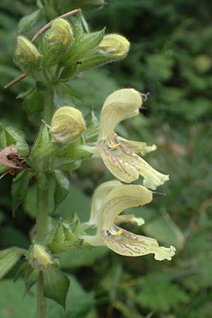 Salvia glutinosa \ Klebrige Salbei / Sticky Sage, A Wolfsberg 9.8.2016