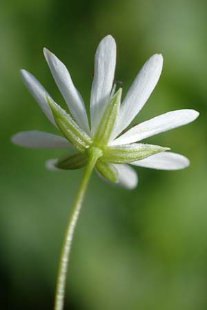 Stellaria graminea \ Gras-Sternmiere / Lesser Stitchwort, A Ingeringsee 27.7.2021