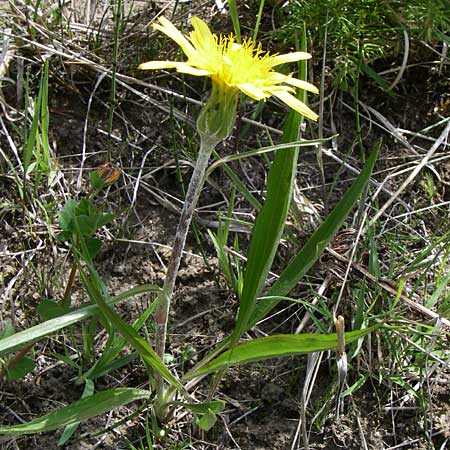 Scorzonera humilis \ Kleine Schwarzwurzel / Viper's Grass, A Reutte 25.5.2008