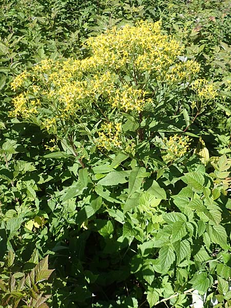 Senecio hercynicus x ovatus \ Greiskraut-Hybride, A Kärnten, Petzen 8.8.2016