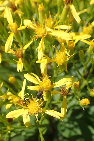 Senecio hercynicus x ovatus \ Greiskraut-Hybride, A Kärnten, Petzen 8.8.2016