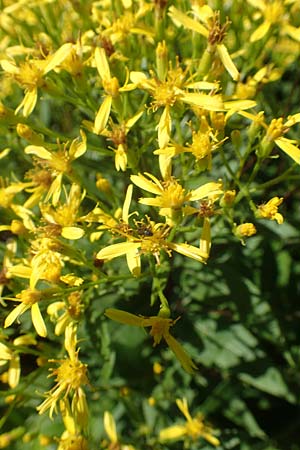 Senecio hercynicus x ovatus \ Greiskraut-Hybride, A Kärnten, Petzen 8.8.2016