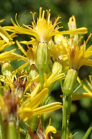 Senecio hercynicus x ovatus \ Greiskraut-Hybride, A Kärnten, Petzen 8.8.2016