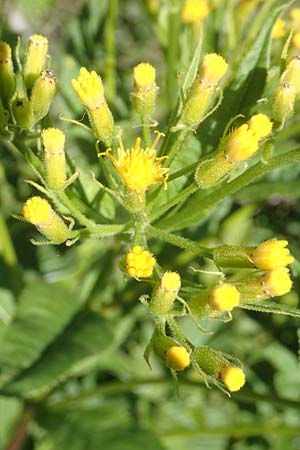 Senecio hercynicus x ovatus \ Greiskraut-Hybride, A Kärnten, Petzen 8.8.2016