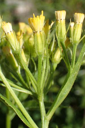 Senecio hercynicus x ovatus \ Greiskraut-Hybride, A Kärnten, Petzen 8.8.2016