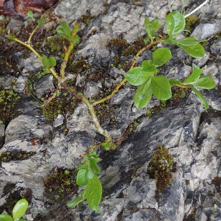 Salix appendiculata \ Schlucht-Weide / Large-Leaved Willow, A Türnitz 6.5.2022