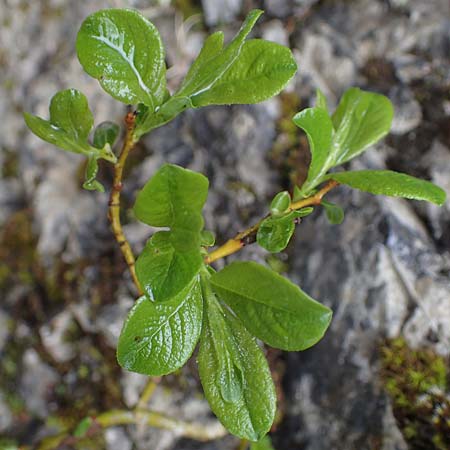 Salix appendiculata \ Schlucht-Weide / Large-Leaved Willow, A Türnitz 6.5.2022
