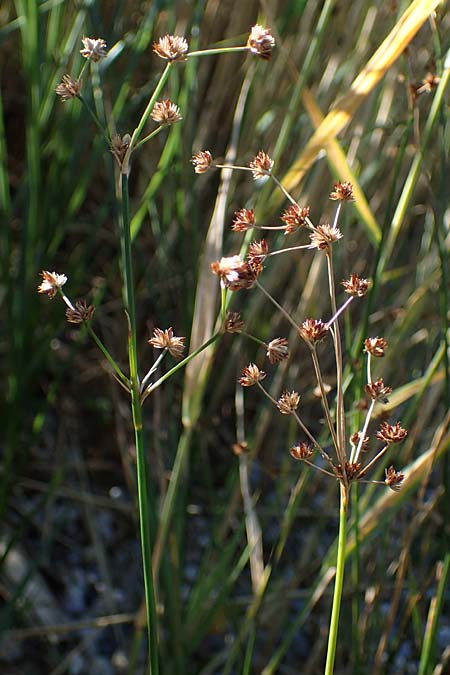 Juncus articulatus \ Glieder-Binse, Glanzfrchtige Binse / Jointlead Rush, A Seewinkel, Apetlon 23.9.2022